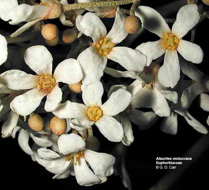 Page plant. Редкий цветок Исланд. Тунг сердцевидный (aleurites cordatus). Aleurites moluccana Seed Oil. Aleurites.